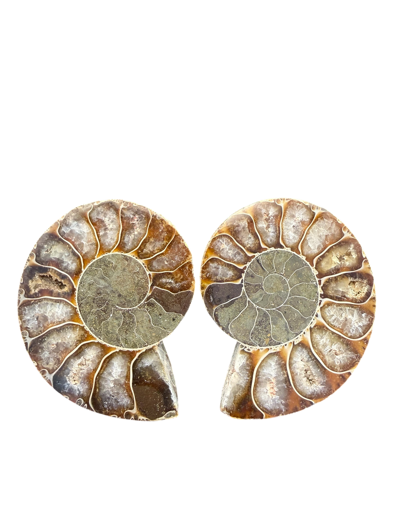 Ammonitenpaare Madagaskar 