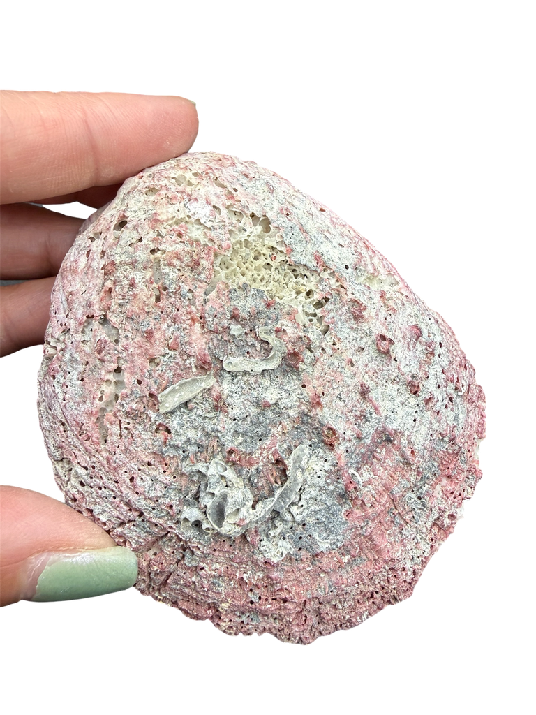 Muschel versteinert Fossil Unikat