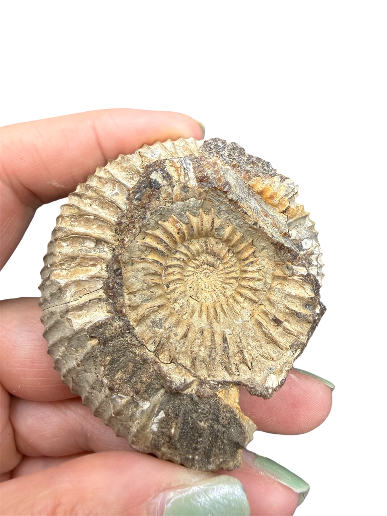 Ammonit in Naturstein Matrix Unikat 