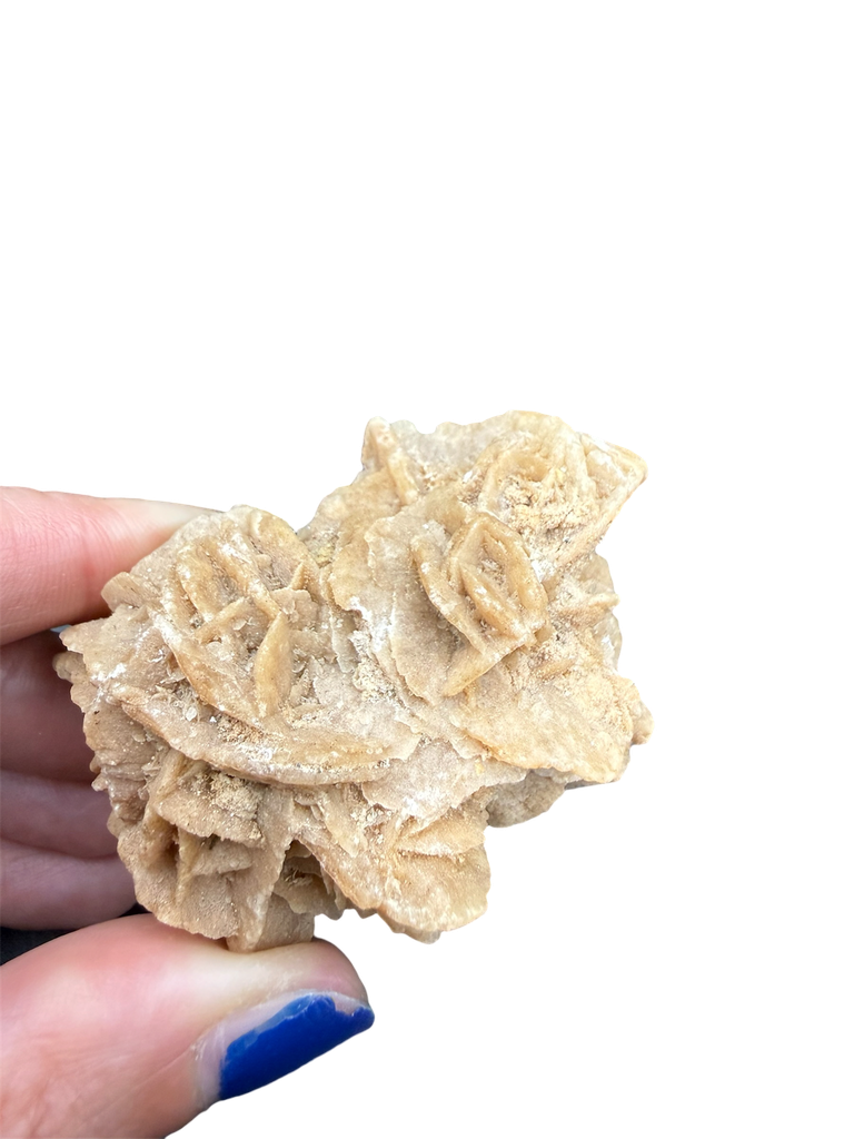 Wüstenrose 
