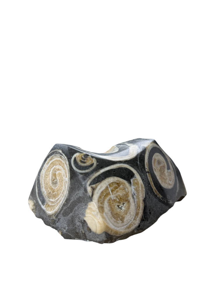 Orthoceras Fossil im polierten Kalkstein Unikat