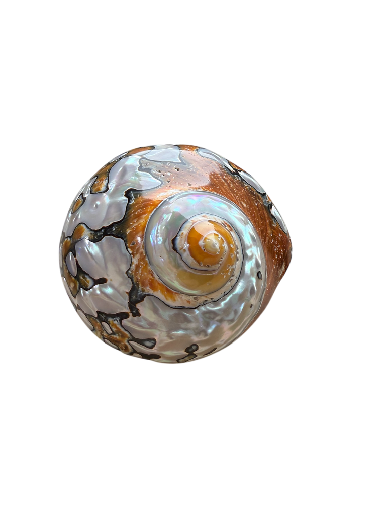 Perlmutt Schnecke 
