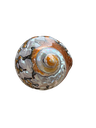 Perlmutt Schnecke 