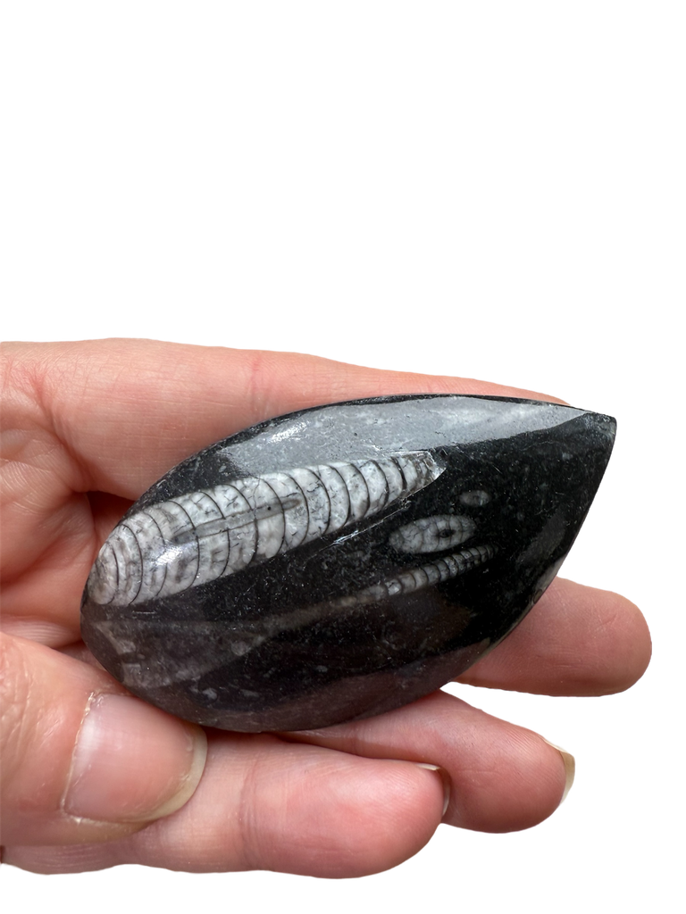 Orthoceras Fossil in Marmor