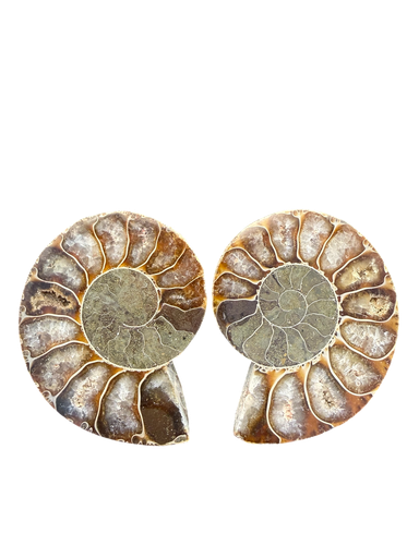 Ammonitenpaare Madagaskar 