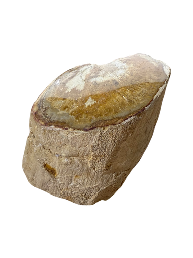 Versteinertes Holz Unikat