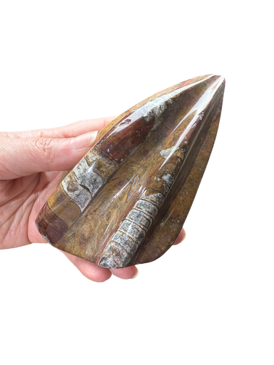 Orthoceras Fossil in Kalkstein