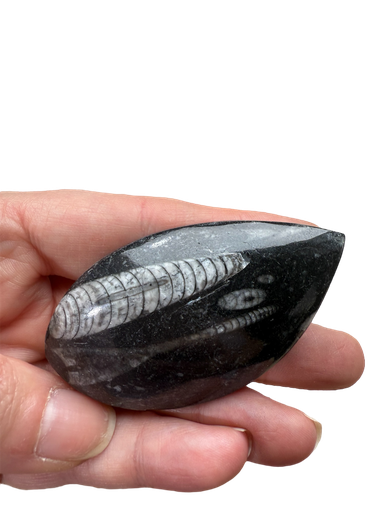 Orthoceras Fossil in Marmor